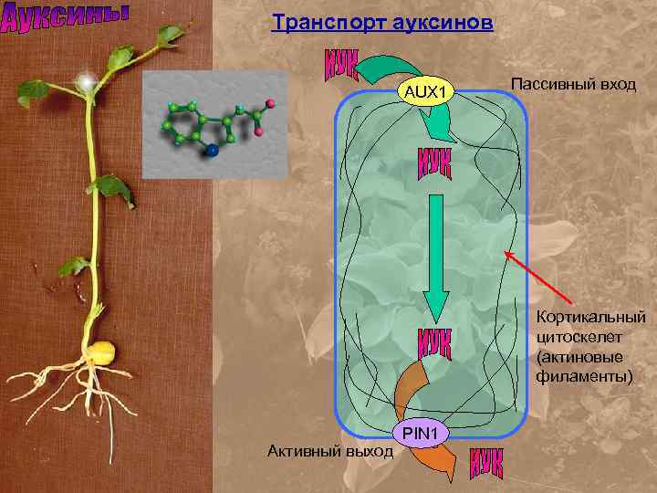 Транспорт ауксинов AUX 1 Пассивный вход Кортикальный цитоскелет (актиновые филаменты) Активный выход PIN 1