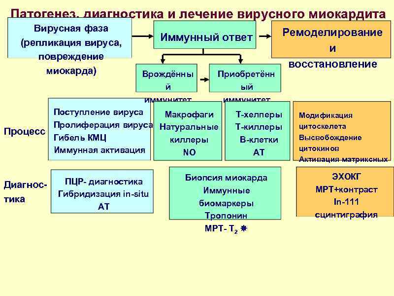 Патогенез, диагностика и лечение вирусного миокардита Вирусная фаза (репликация вируса, повреждение миокарда) Иммунный ответ