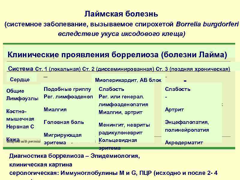 Лаймская болезнь (системное заболевание, вызываемое спирохетой Borrelia burgdorferi вследствие укуса иксодового клеща) Клинические проявления