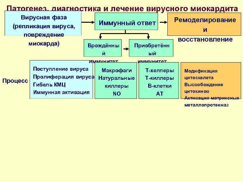 Патогенез, диагностика и лечение вирусного миокардита Вирусная фаза (репликация вируса, повреждение миокарда) Иммунный ответ