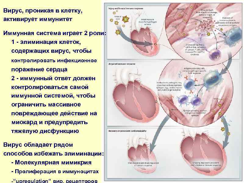 Вирус, проникая в клетку, активирует иммунитет Иммунная система играет 2 роли: 1 - элиминация