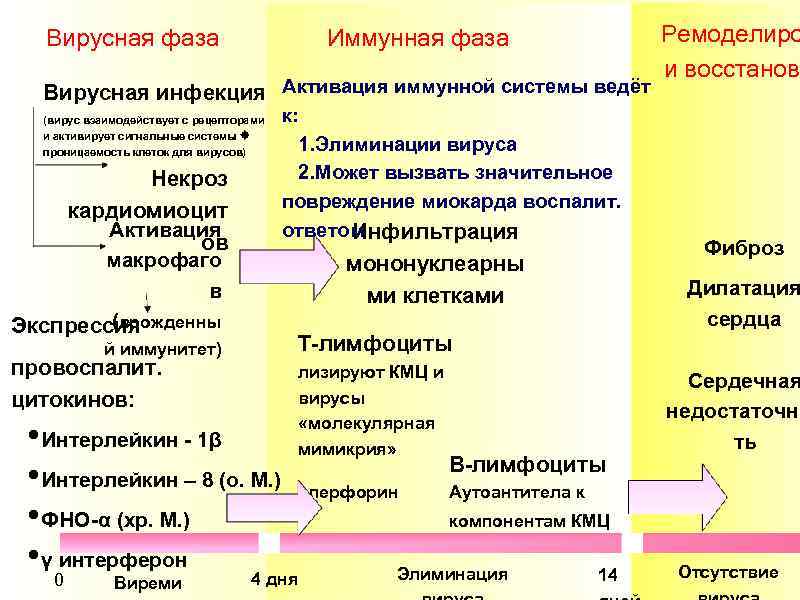 Вирусная фаза Иммунная фаза Вирусная инфекция Активация иммунной системы ведёт (вирус взаимодействует с рецепторами