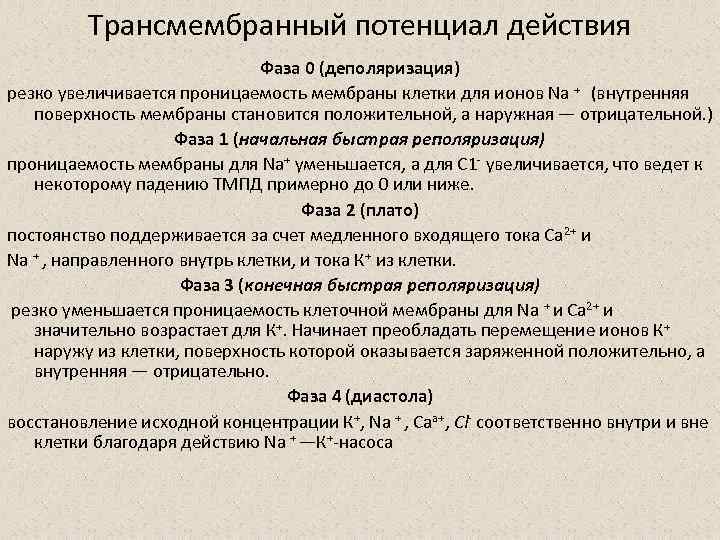 Трансмембранный потенциал действия Фаза 0 (деполяризация) резко увеличивается проницаемость мембраны клетки для ионов Na