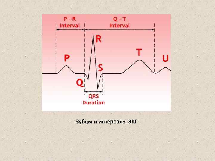 Зубцы и интервалы ЭКГ 
