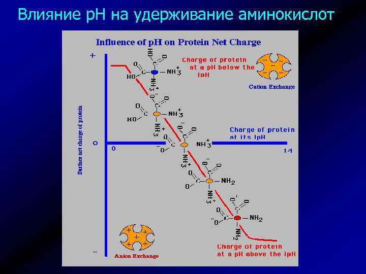 Влияние р. Н на удерживание аминокислот 