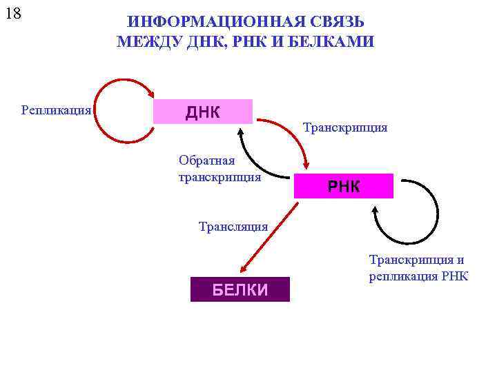 18 ИНФОРМАЦИОННАЯ СВЯЗЬ МЕЖДУ ДНК, РНК И БЕЛКАМИ Репликация ДНК Обратная транскрипция Транскрипция РНК