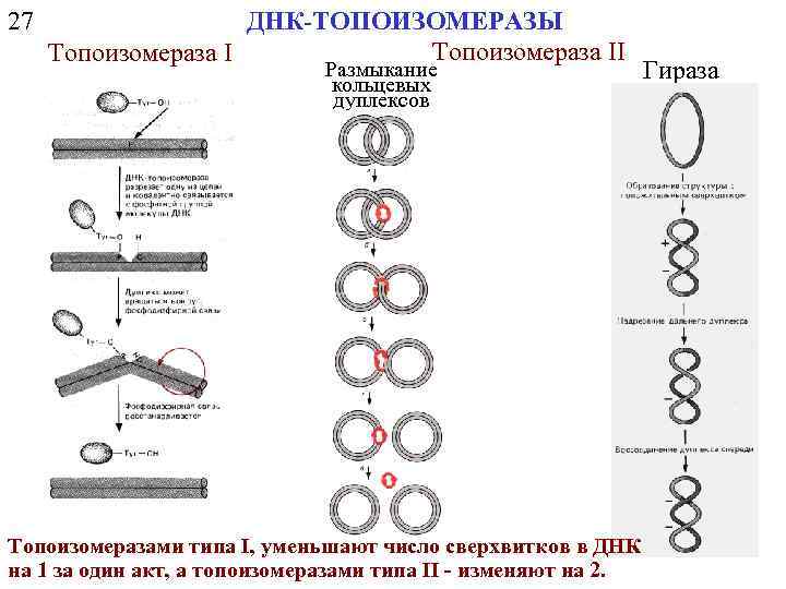 27 ДНК-ТОПОИЗОМЕРАЗЫ Топоизомераза II Топоизомераза I Размыкание кольцевых дуплексов Топоизомеразами типа I, уменьшают число