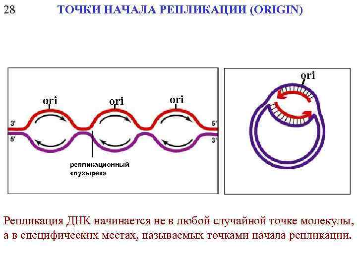 Репликация у прокариот