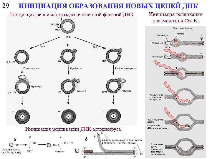 29 ИНИЦИАЦИЯ ОБРАЗОВАНИЯ НОВЫХ ЦЕПЕЙ ДНК Инициация репликации одночепочечной фаговой ДНК Инициация репликации ДНК