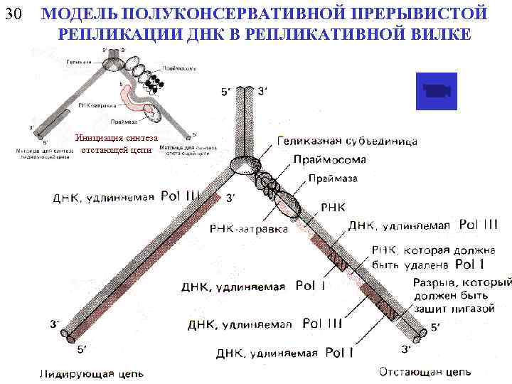 30 МОДЕЛЬ ПОЛУКОНСЕРВАТИВНОЙ ПРЕРЫВИСТОЙ РЕПЛИКАЦИИ ДНК В РЕПЛИКАТИВНОЙ ВИЛКЕ Инициация синтеза отстающей цепи 