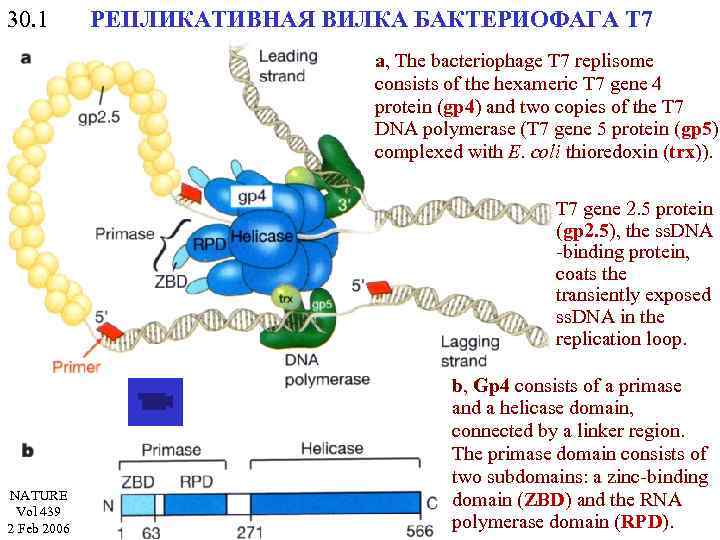 30. 1 РЕПЛИКАТИВНАЯ ВИЛКА БАКТЕРИОФАГА Т 7 a, The bacteriophage T 7 replisome consists