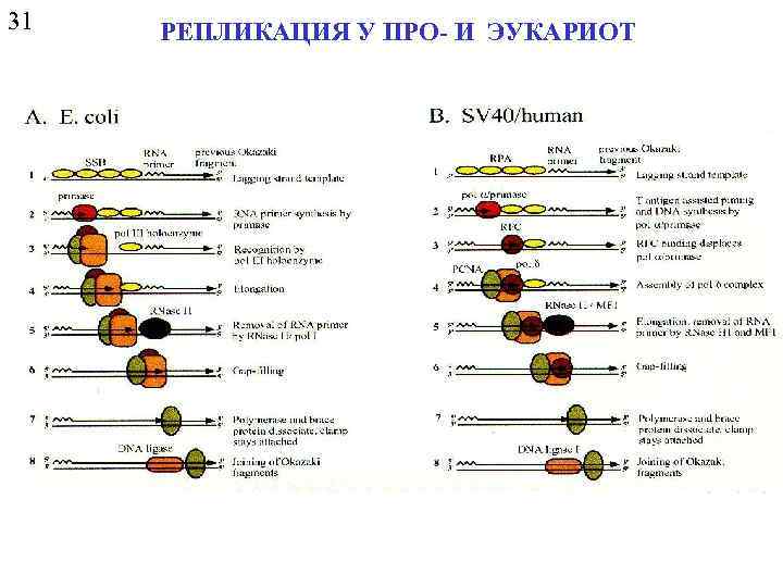 31 РЕПЛИКАЦИЯ У ПРО- И ЭУКАРИОТ 