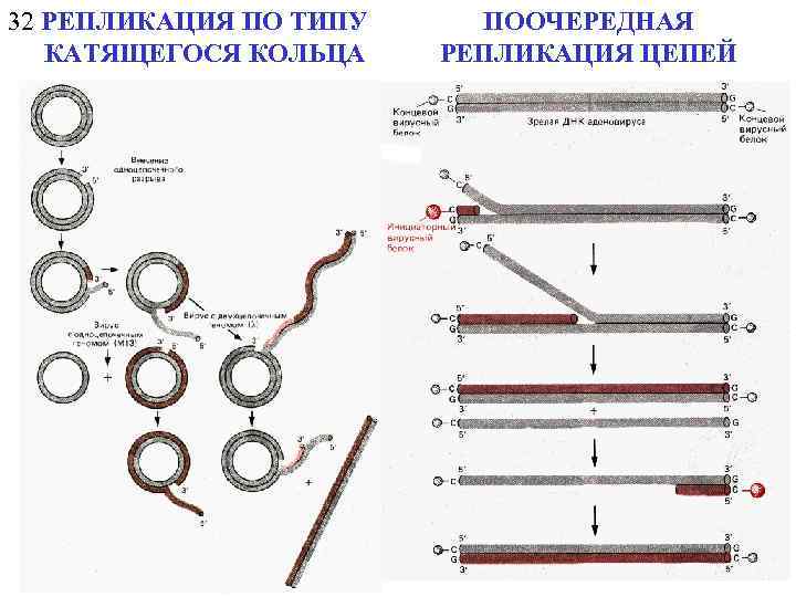 32 РЕПЛИКАЦИЯ ПО ТИПУ КАТЯЩЕГОСЯ КОЛЬЦА ПООЧЕРЕДНАЯ РЕПЛИКАЦИЯ ЦЕПЕЙ 