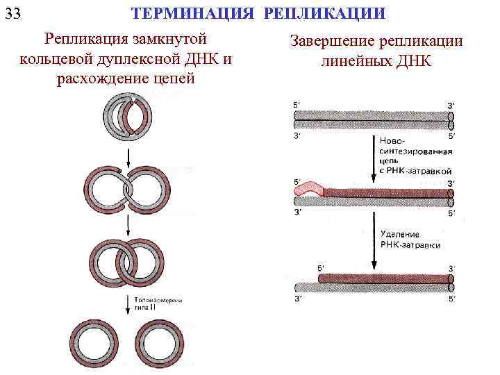 33 ТЕРМИНАЦИЯ РЕПЛИКАЦИИ Репликация замкнутой Завершение репликации кольцевой дуплексной ДНК и линейных ДНК расхождение