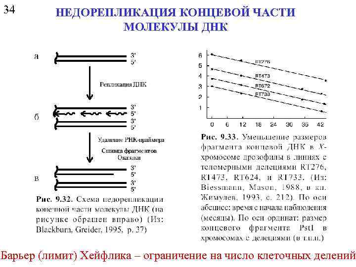 34 НЕДОРЕПЛИКАЦИЯ КОНЦЕВОЙ ЧАСТИ МОЛЕКУЛЫ ДНК Барьер (лимит) Хейфлика – ограничение на число клеточных