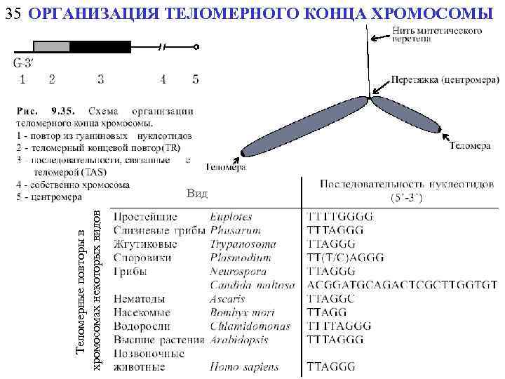 Теломерные повторы в хромосомах некоторых видов 35 ОРГАНИЗАЦИЯ ТЕЛОМЕРНОГО КОНЦА ХРОМОСОМЫ Вид 