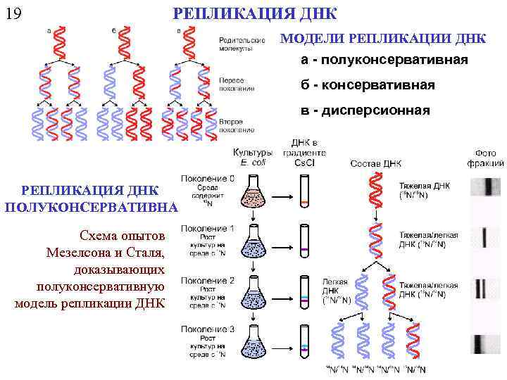 19 РЕПЛИКАЦИЯ ДНК МОДЕЛИ РЕПЛИКАЦИИ ДНК а - полуконсервативная б - консервативная в -