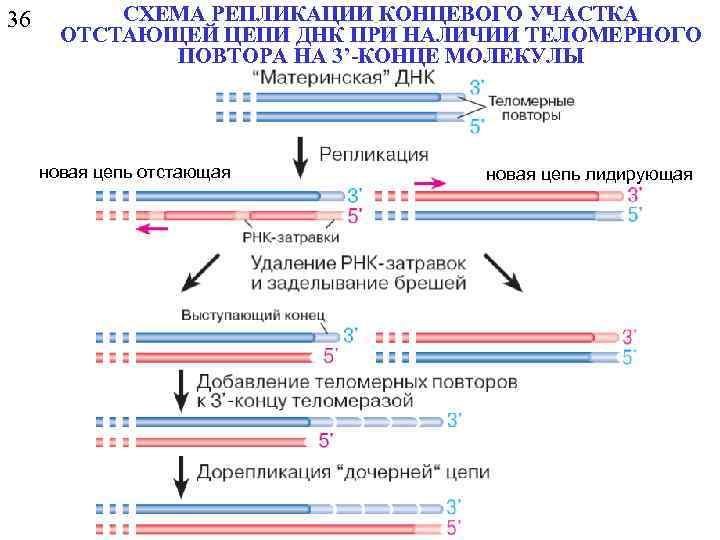 36 СХЕМА РЕПЛИКАЦИИ КОНЦЕВОГО УЧАСТКА ОТСТАЮЩЕЙ ЦЕПИ ДНК ПРИ НАЛИЧИИ ТЕЛОМЕРНОГО ПОВТОРА НА 3’-КОНЦЕ