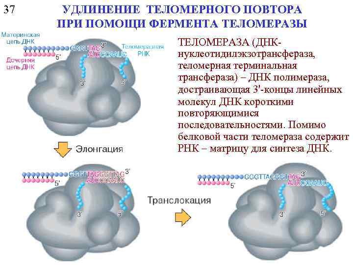 37 УДЛИНЕНИЕ ТЕЛОМЕРНОГО ПОВТОРА ПРИ ПОМОЩИ ФЕРМЕНТА ТЕЛОМЕРАЗЫ ТЕЛОМЕРАЗА (ДНКнуклеотидилэкзотрансфераза, теломерная терминальная трансфераза) –