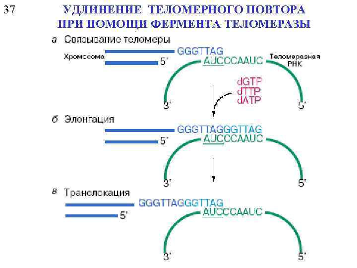 37 УДЛИНЕНИЕ ТЕЛОМЕРНОГО ПОВТОРА ПРИ ПОМОЩИ ФЕРМЕНТА ТЕЛОМЕРАЗЫ 