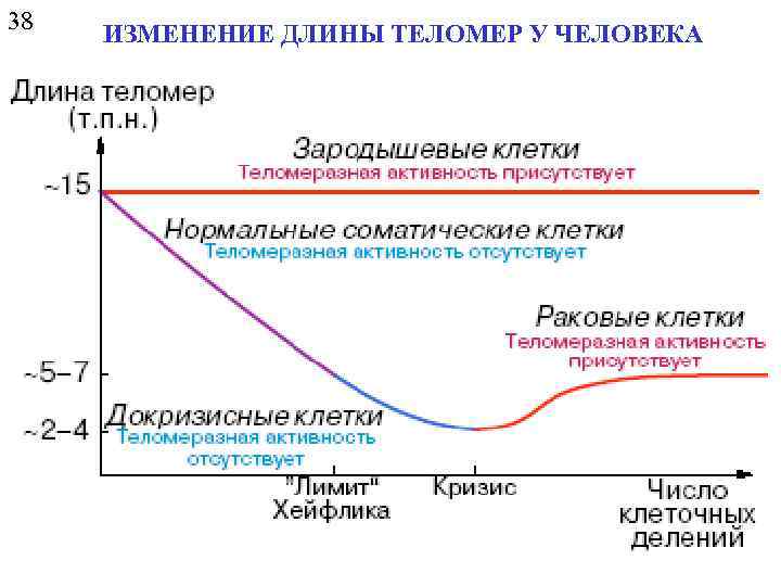 38 ИЗМЕНЕНИЕ ДЛИНЫ ТЕЛОМЕР У ЧЕЛОВЕКА 