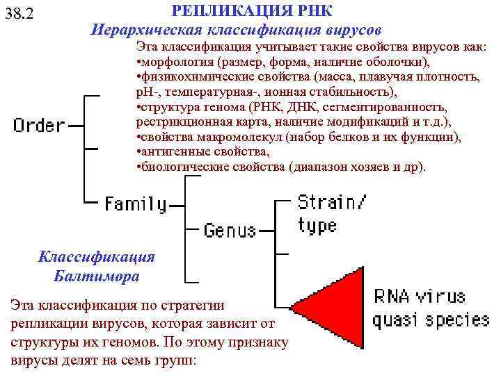 38. 2 РЕПЛИКАЦИЯ РНК Иерархическая классификация вирусов Эта классификация учитывает такие свойства вирусов как: