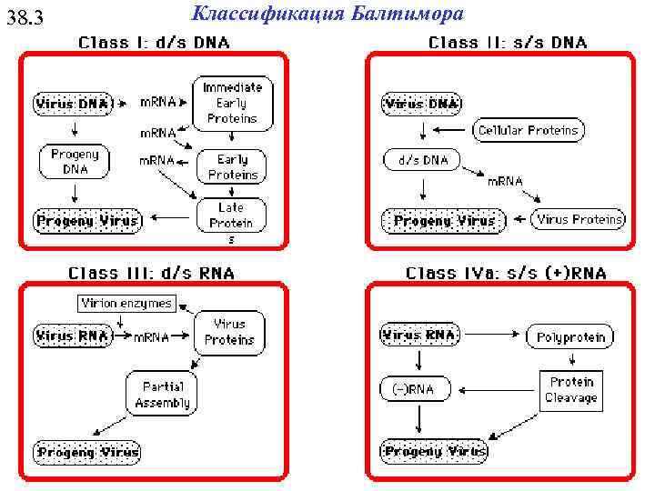 38. 3 Классификация Балтимора 