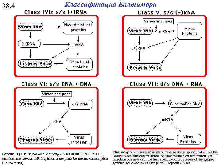 38. 4 Классификация Балтимора Genome is (+)sense but unique among viruses in that it