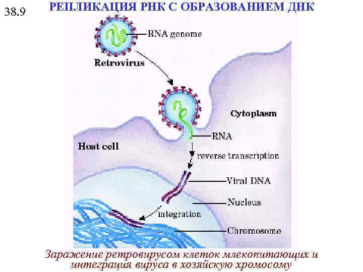 38. 9 РЕПЛИКАЦИЯ РНК С ОБРАЗОВАНИЕМ ДНК Заражение ретровирусом клеток млекопитающих и интеграция вируса