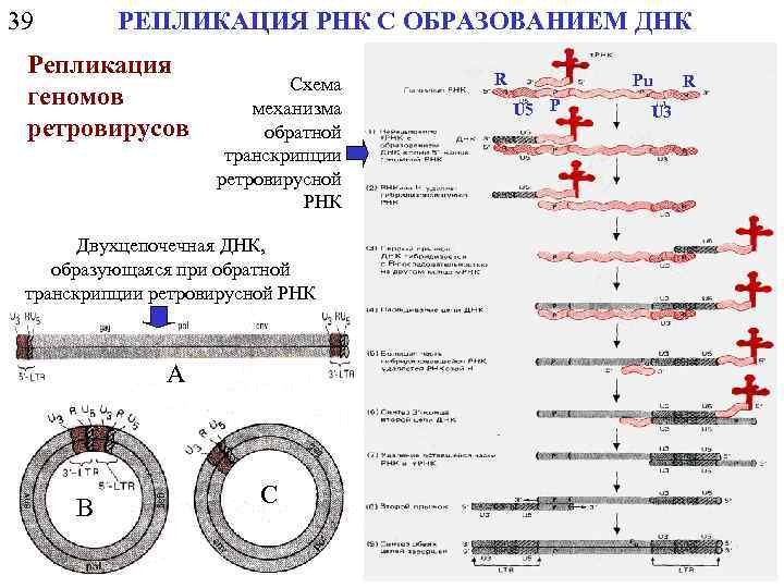 39 РЕПЛИКАЦИЯ РНК С ОБРАЗОВАНИЕМ ДНК Репликация геномов ретровирусов Схема механизма обратной транскрипции ретровирусной