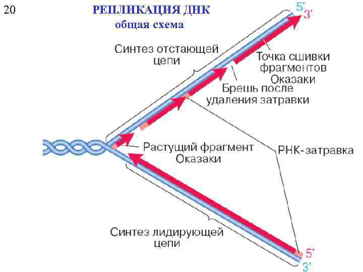 20 РЕПЛИКАЦИЯ ДНК общая схема 