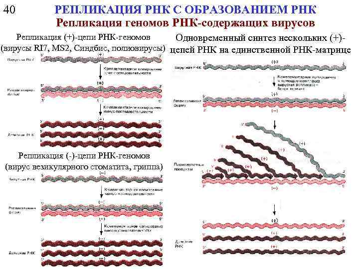 40 РЕПЛИКАЦИЯ РНК С ОБРАЗОВАНИЕМ РНК Репликация геномов РНК-содержащих вирусов Репликация (+)-цепи РНК-геномов Одновременный