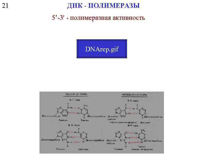 21 ДНК - ПОЛИМЕРАЗЫ 5’-3' - полимеразная активность DNArep. gif 