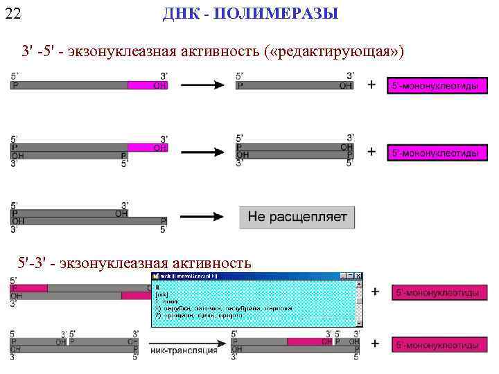 22 ДНК - ПОЛИМЕРАЗЫ 3' -5' - экзонуклеазная активность ( «редактирующая» ) 5'-3' -