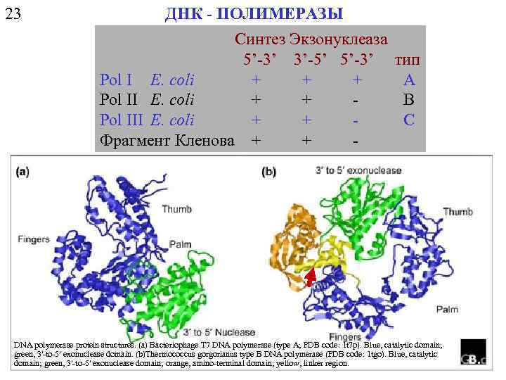 23 ДНК - ПОЛИМЕРАЗЫ Синтез Экзонуклеаза 5’-3’ 3’-5’ 5’-3’ Рol I E. coli +