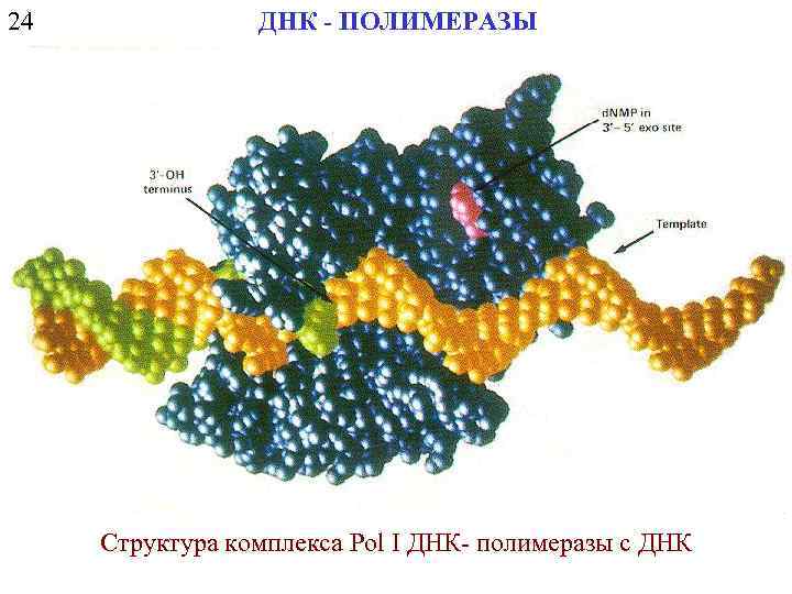 24 ДНК - ПОЛИМЕРАЗЫ Структура комплекса Pol I ДНК- полимеразы с ДНК 