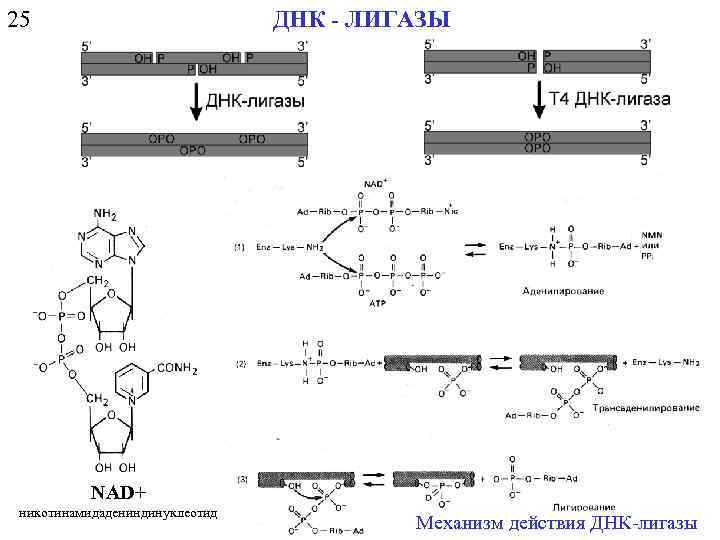25 ДНК - ЛИГАЗЫ NAD+ никотинамидадениндинуклеотид Механизм действия ДНК-лигазы 