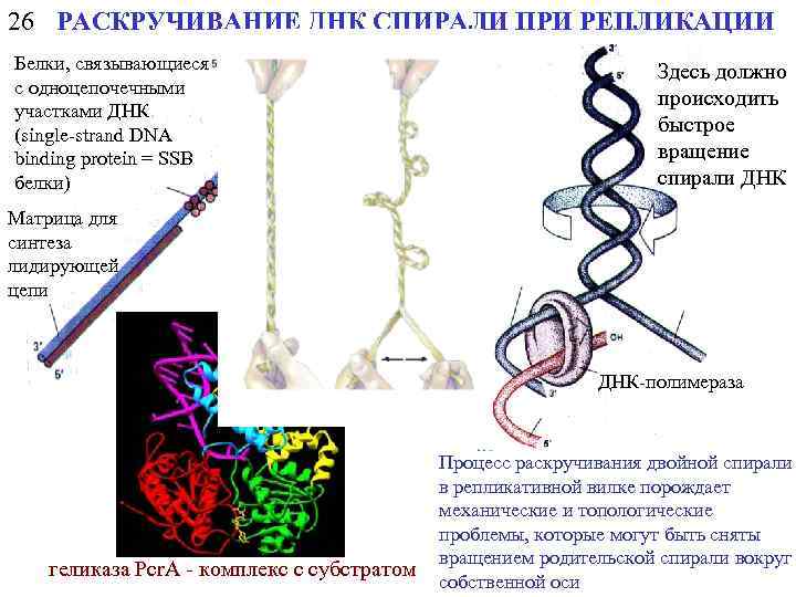 26 РАСКРУЧИВАНИЕ ДНК СПИРАЛИ ПРИ РЕПЛИКАЦИИ Белки, связывающиеся с одноцепочечными участками ДНК (single-strand DNA