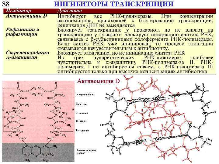 88 ИНГИБИТОРЫ ТРАНСКРИПЦИИ Актиномицин D 