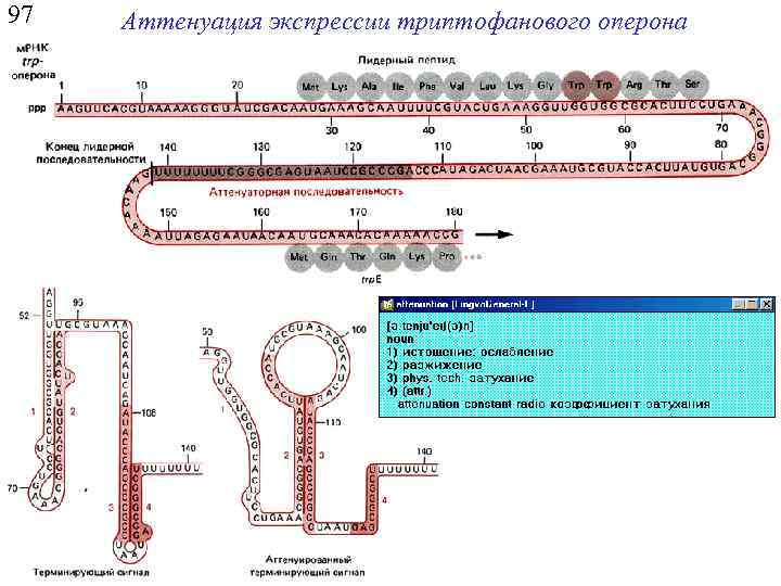 97 Аттенуация экспрессии триптофанового оперона 