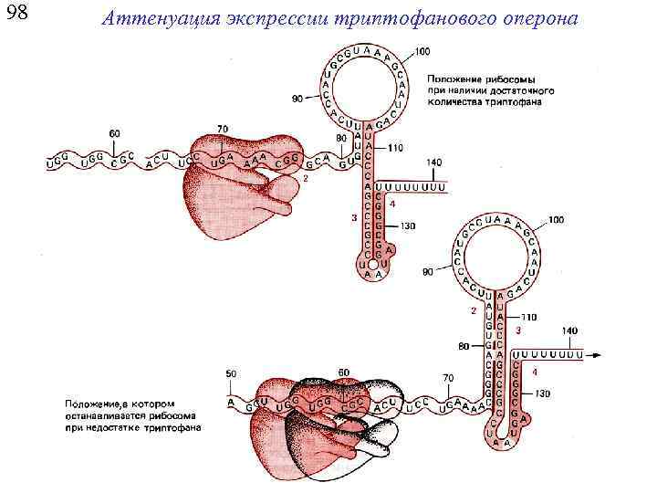 98 Аттенуация экспрессии триптофанового оперона 