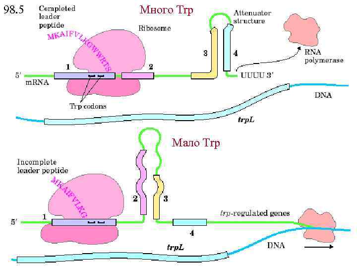 98. 5 Много Trp Мало Trp 