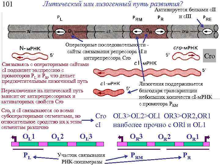 Литический или лизогенный путь развития? 101 Активируется белками c. II и с. III Операторные