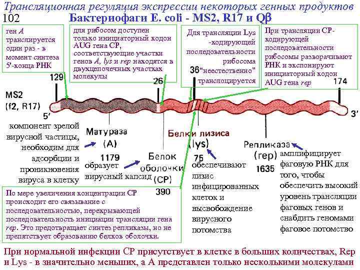 Трансляционная регуляция экспрессии некоторых генных продуктов Бактериофаги Е. coli - MS 2, R 17
