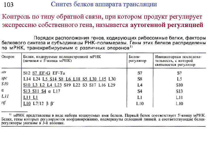 103 Синтез белков аппарата трансляции Контроль по типу обратной связи, при котором продукт регулирует