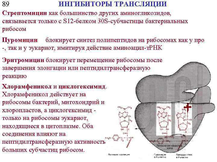 89 ИНГИБИТОРЫ ТРАНСЛЯЦИИ Стрептомицин как большинство других аминогликозидов, связывается только с S 12 -белком