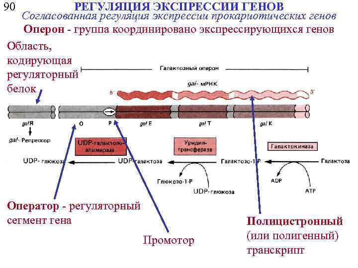 Транскрипция оперона