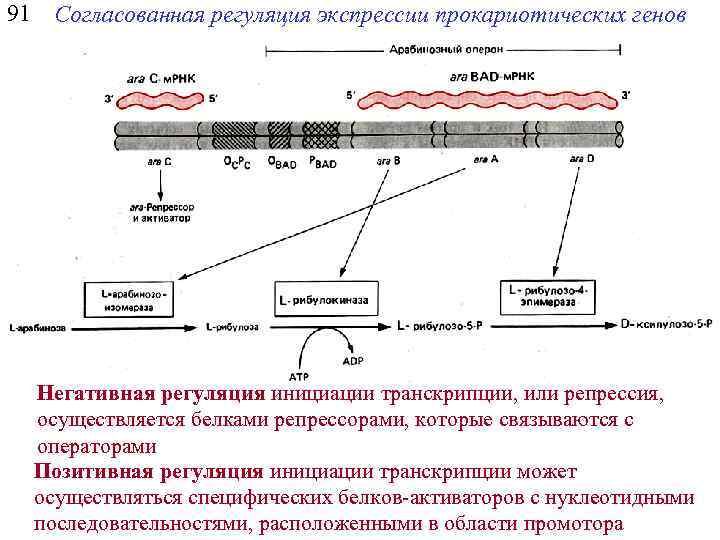 91 Согласованная регуляция экспрессии прокариотических генов Негативная регуляция инициации транскрипции, или репрессия, осуществляется белками