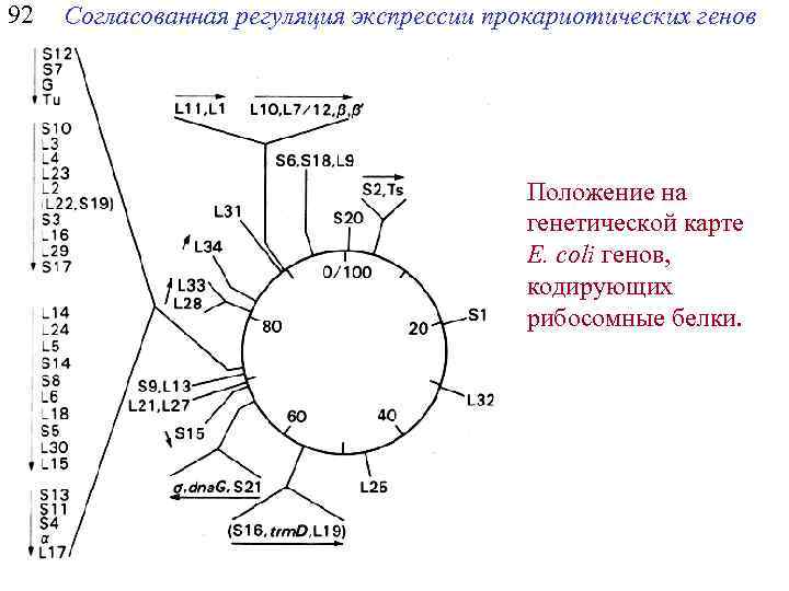 92 Согласованная регуляция экспрессии прокариотических генов Положение на генетической карте E. coli генов, кодирующих