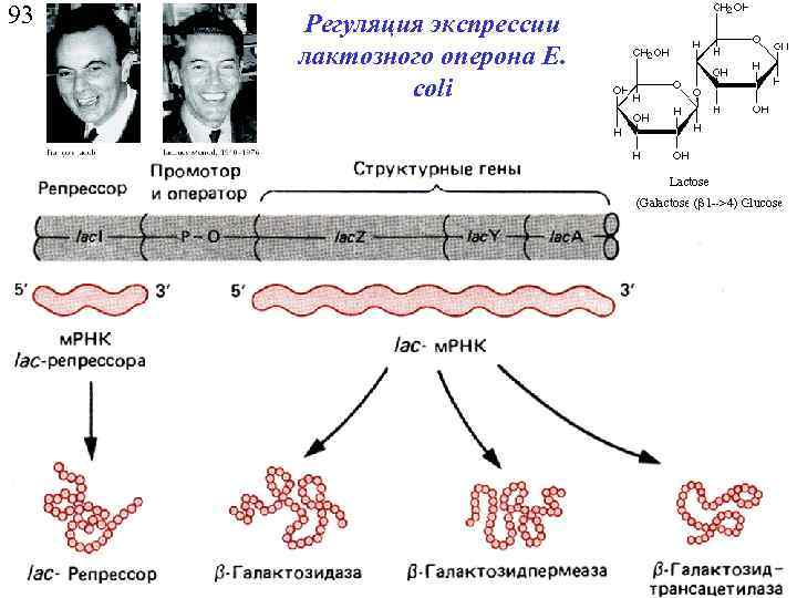 Регуляция действия генов и биосинтез белка схема жакоба и моно